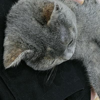 零木木（养猫ing）