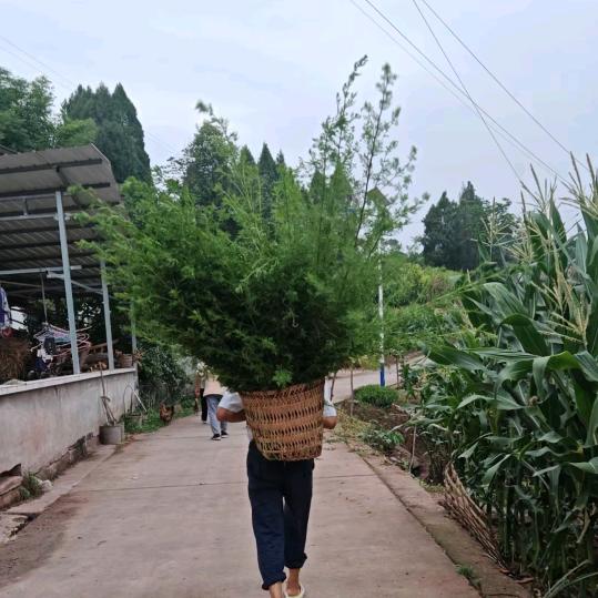 辉辉助农直播间