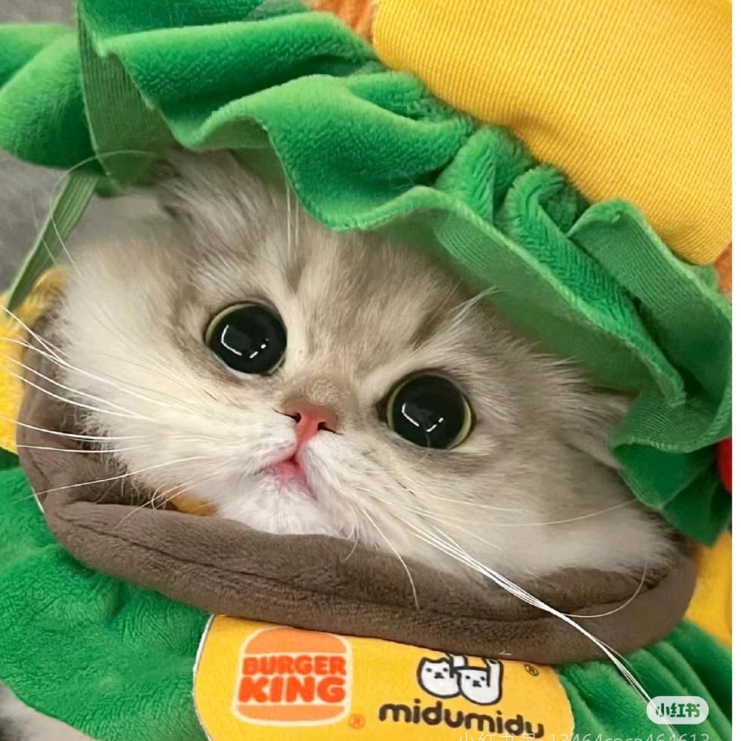哈基咪