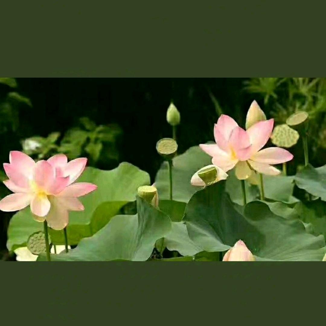 爱☞恭喜💰发财❤️ 👍🏻🌹✓