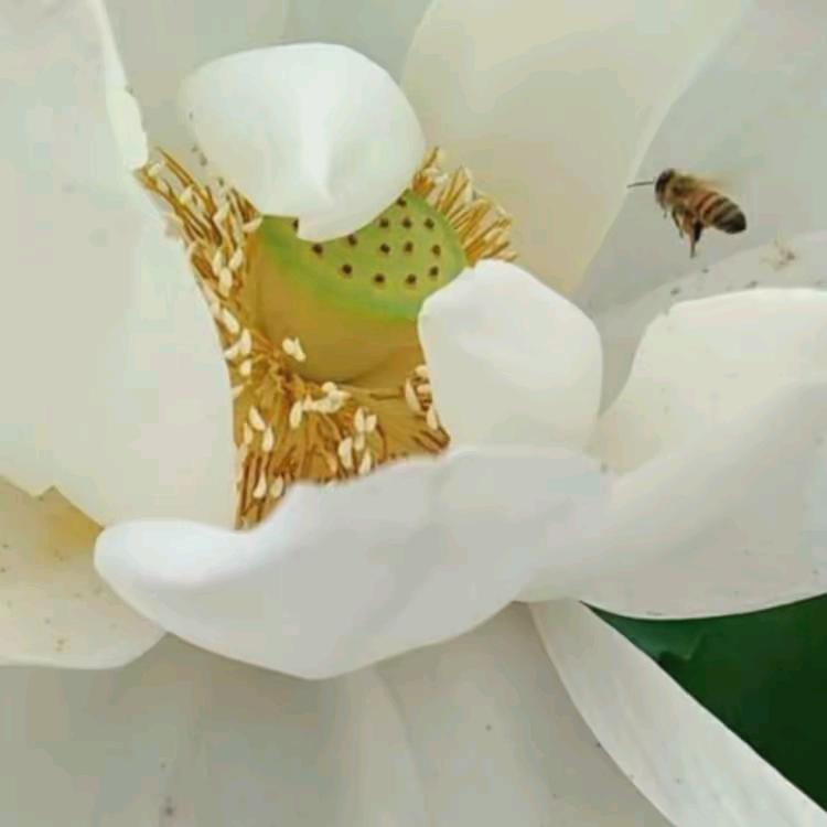 好运来(拒私聊)