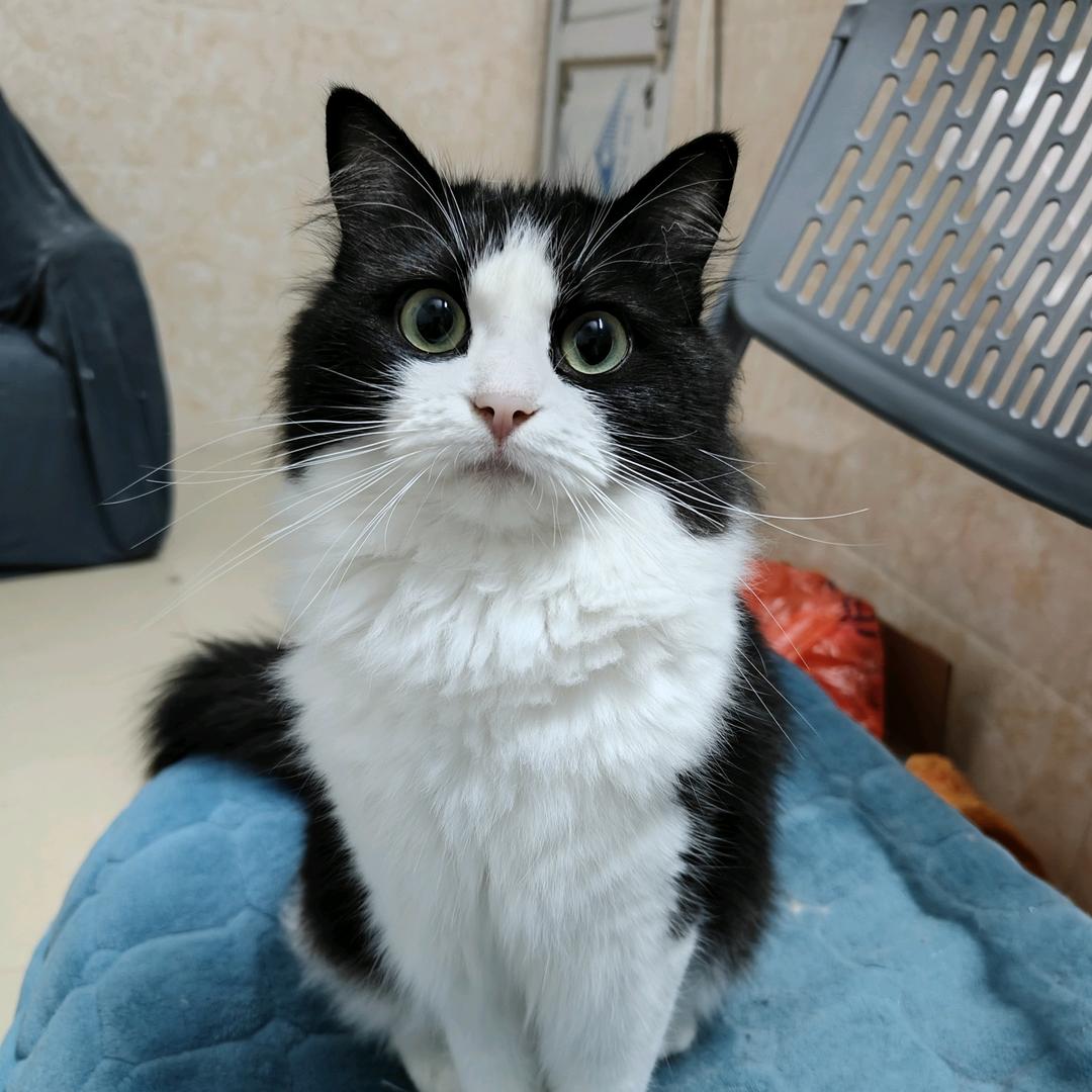 纯天然暴龙战士