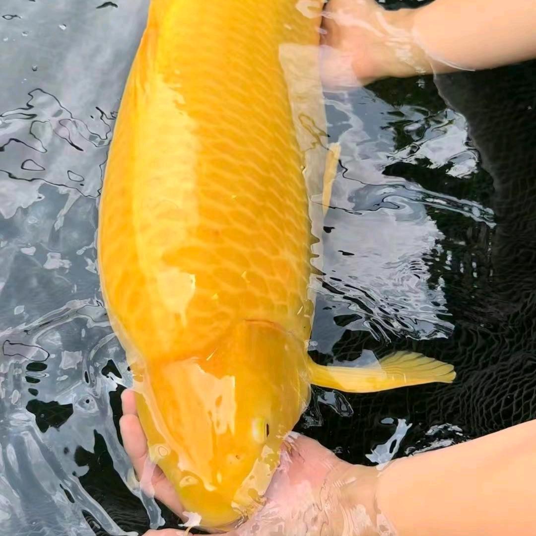 爱沐水族🐟