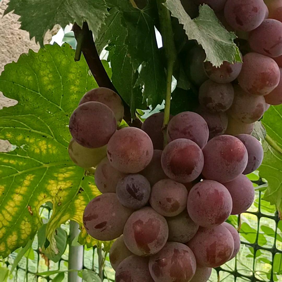 满姐葡萄🍇🍇🍇
