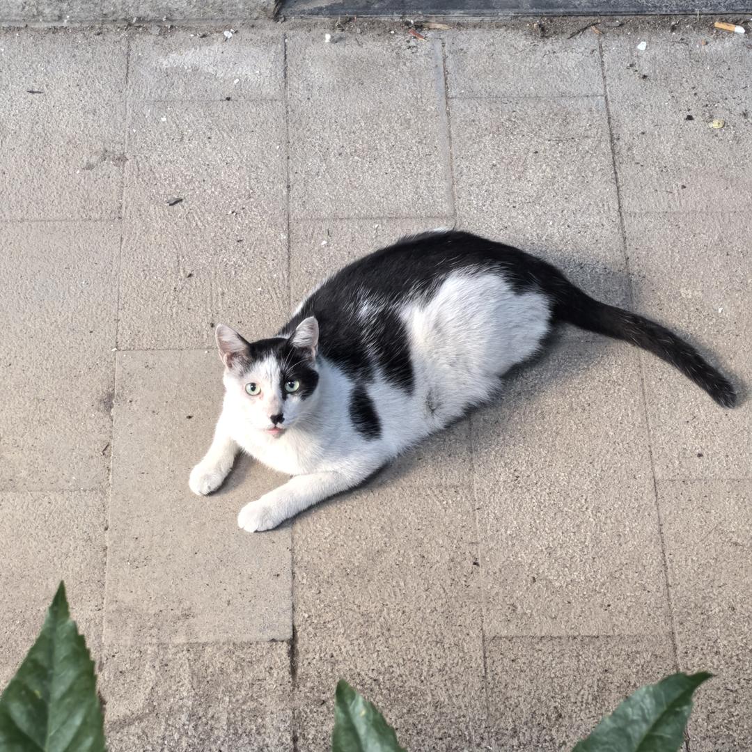 角落的猫