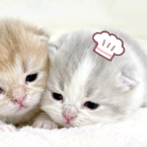 莹莹教主^ฅ´ ꄃ `ฅ^