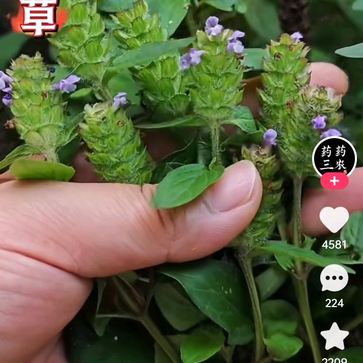 乚青