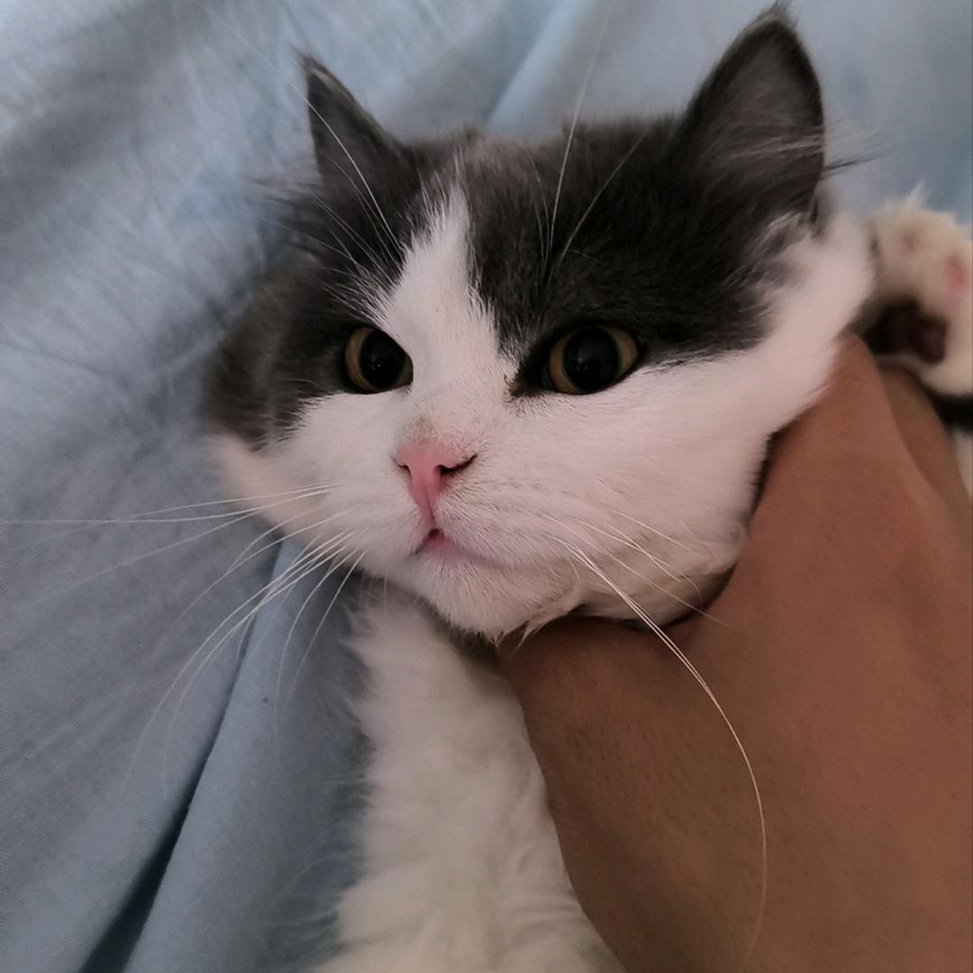 偶系猪猪