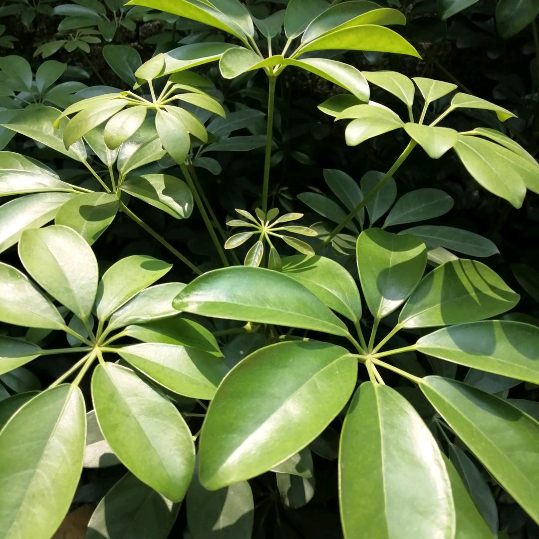 晚中花园清风