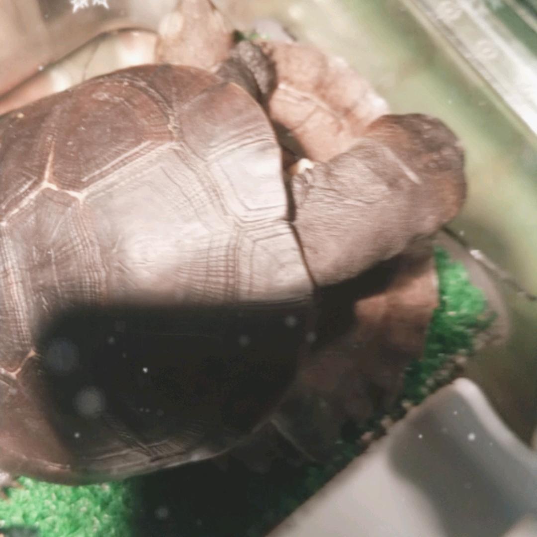 🌈珊瑚绒
