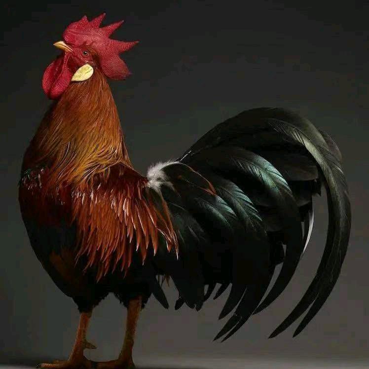 小三鸡