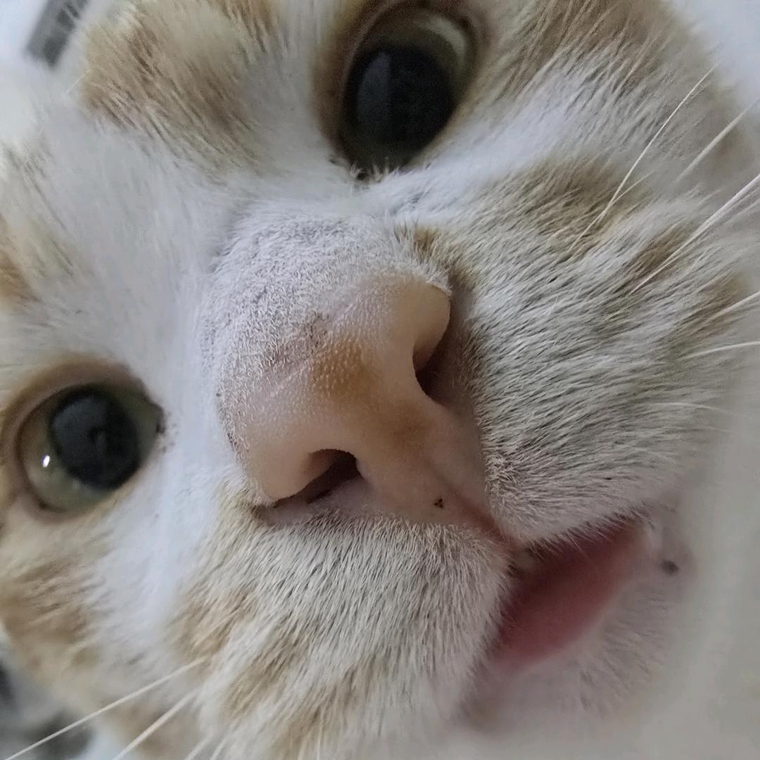 滚来滚去大西瓜