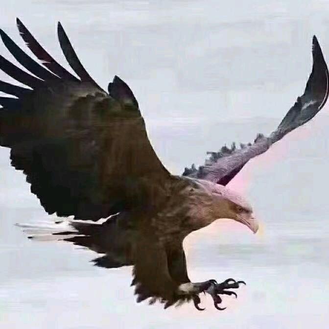 强哥