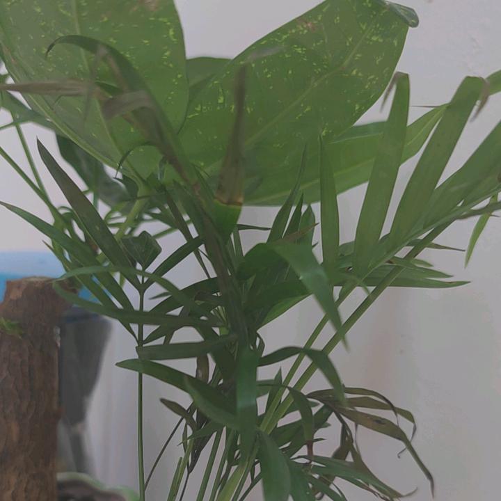 浓浓的爱意随风起