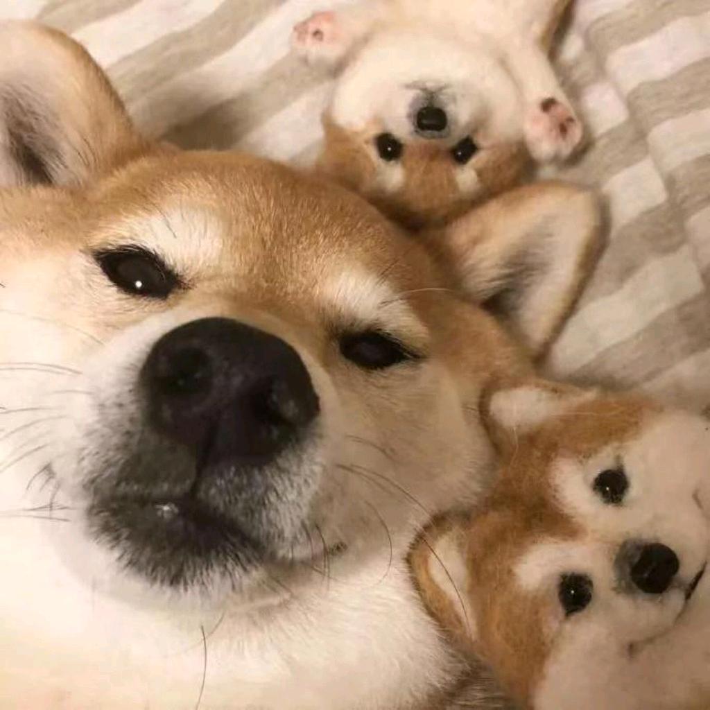 初见　　          　　༽