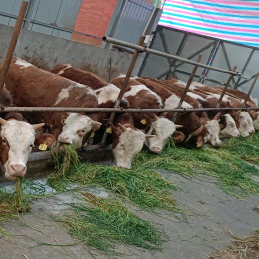 大强哥（回乡创业新农人）