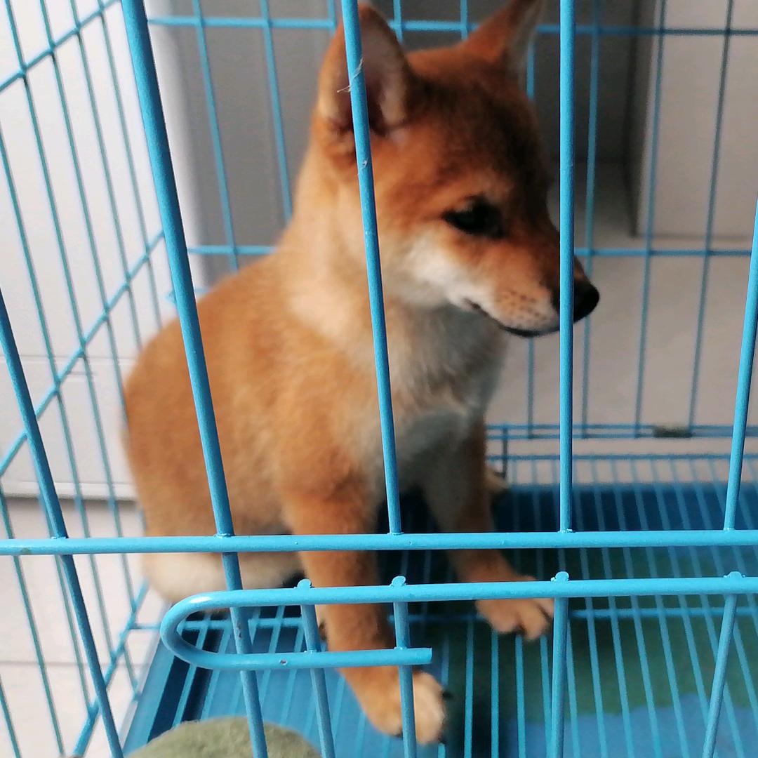 晓琴姐
