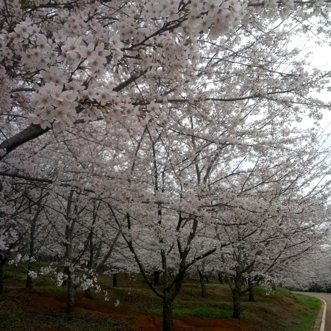 芙蓉麻