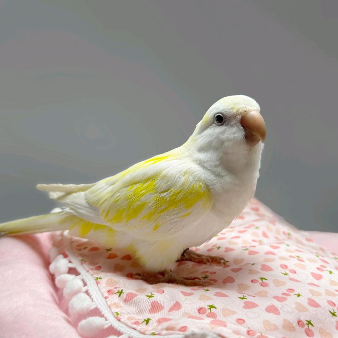 阿丰鹦鹉引种批发