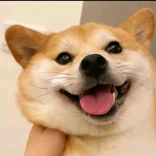 大c