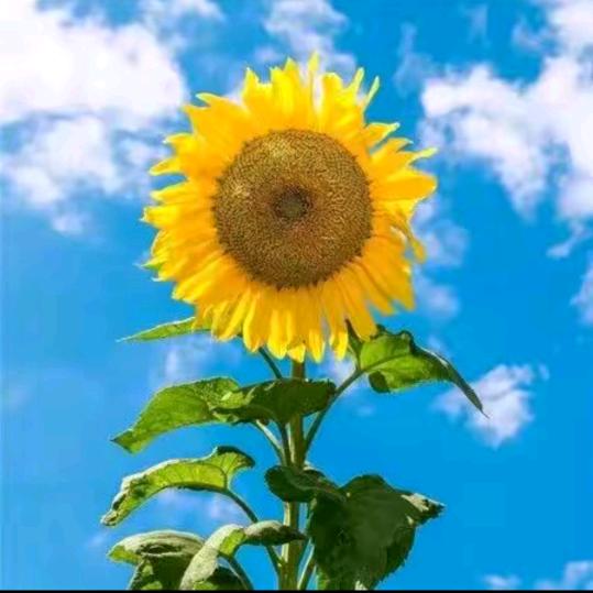 ꧔ꦿ᭄一笑💞而过᭄࿐