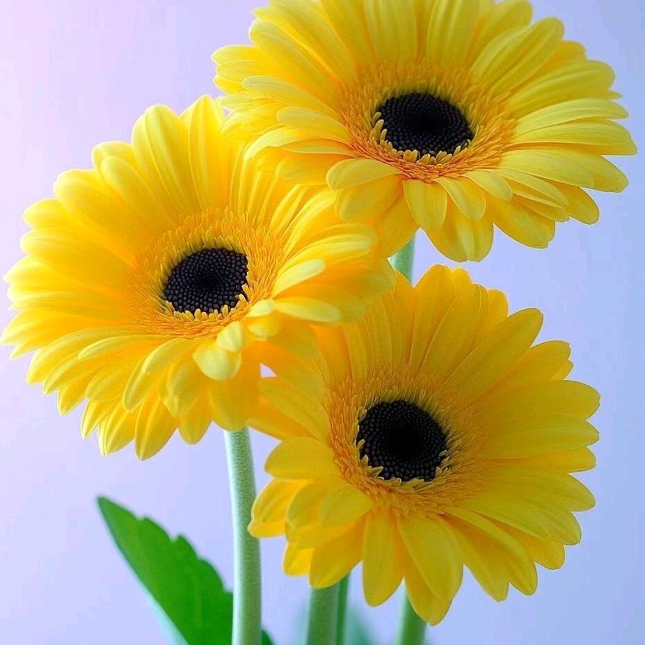 芳