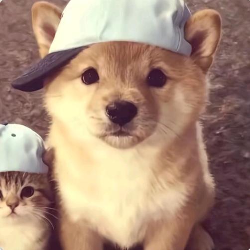 猫下的冰块