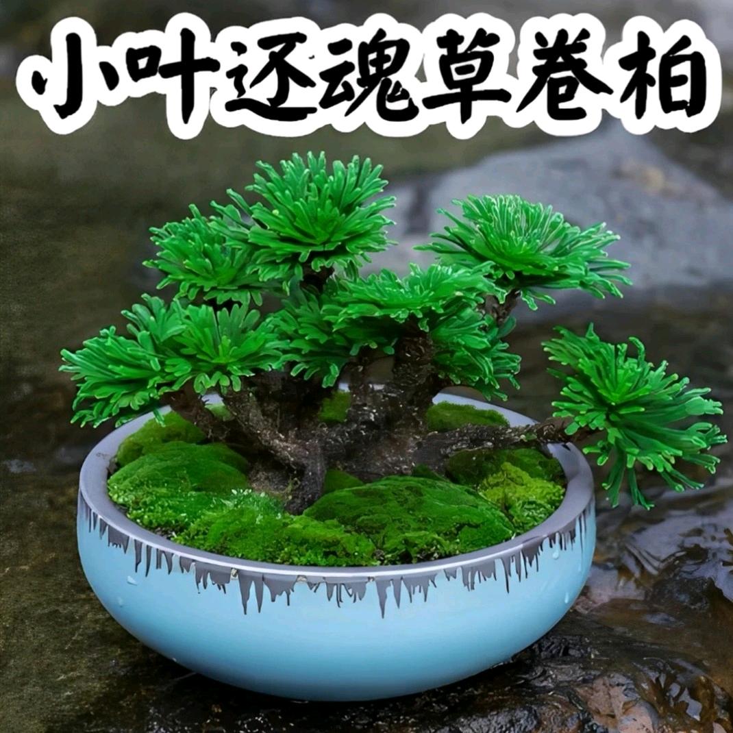 森林日生美花卉馆