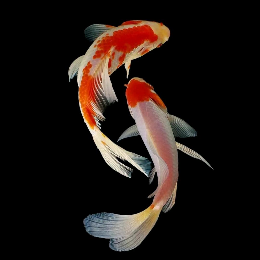 &小懒猫か~拾柒🌻