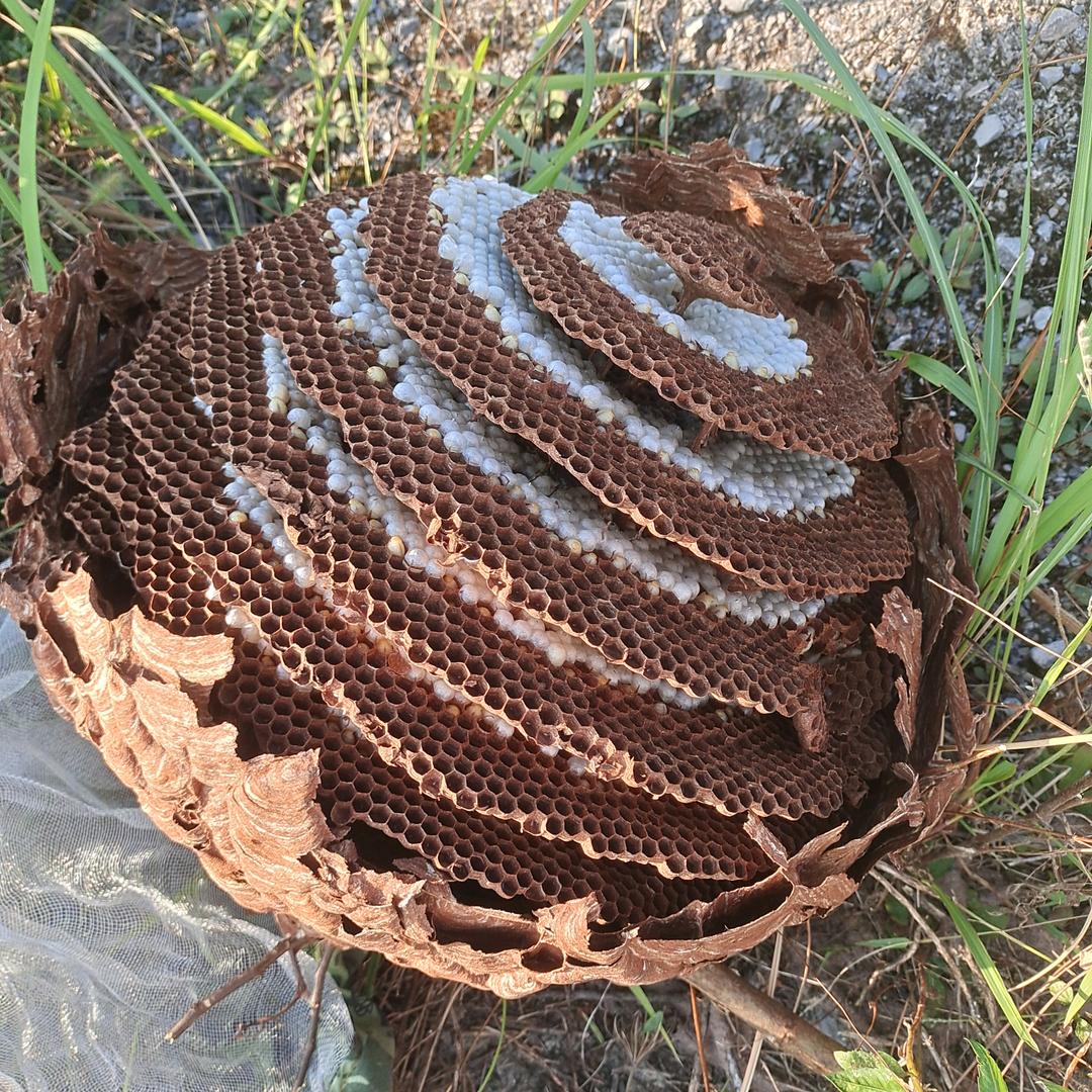 我叫曹疯了