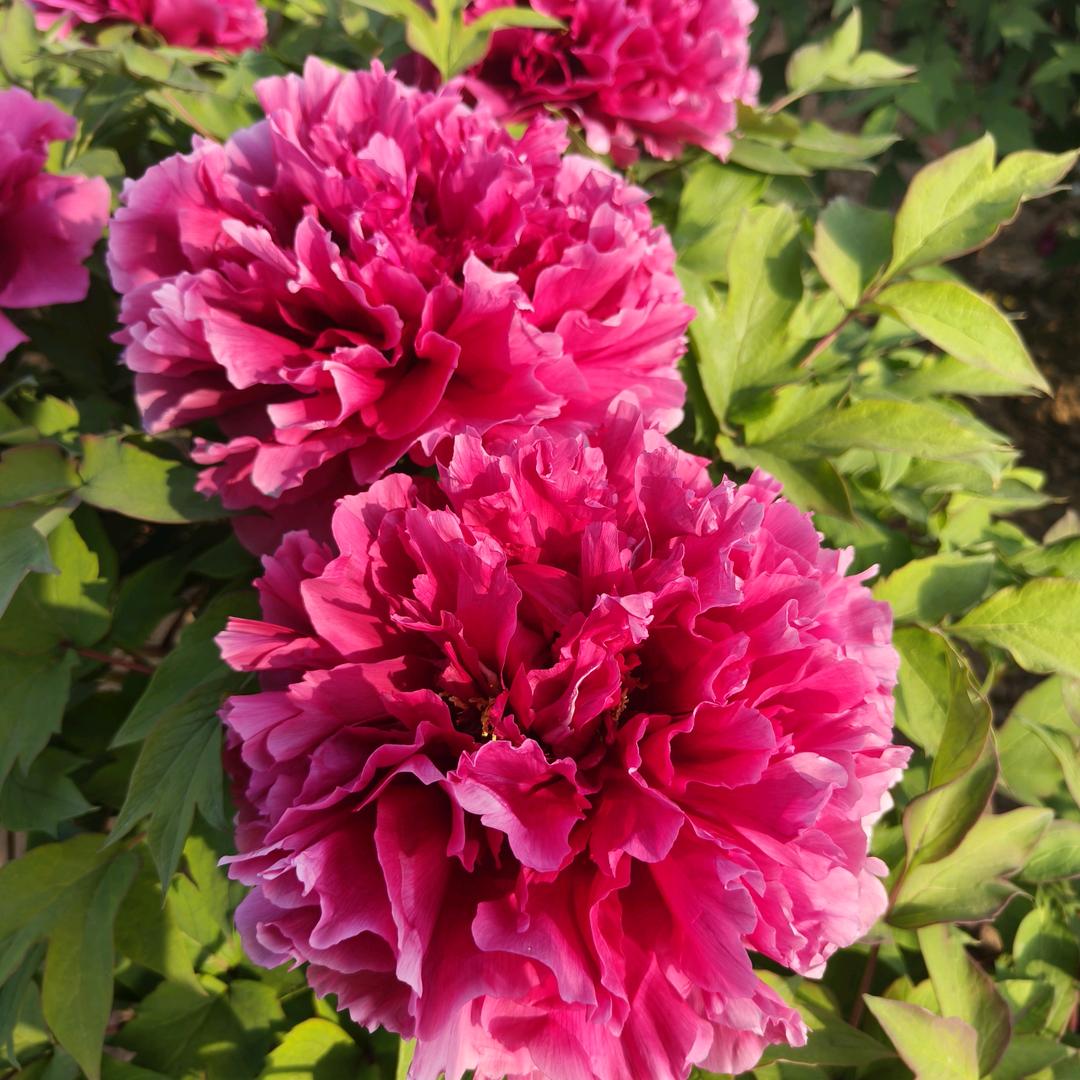 菏泽牡丹芍药