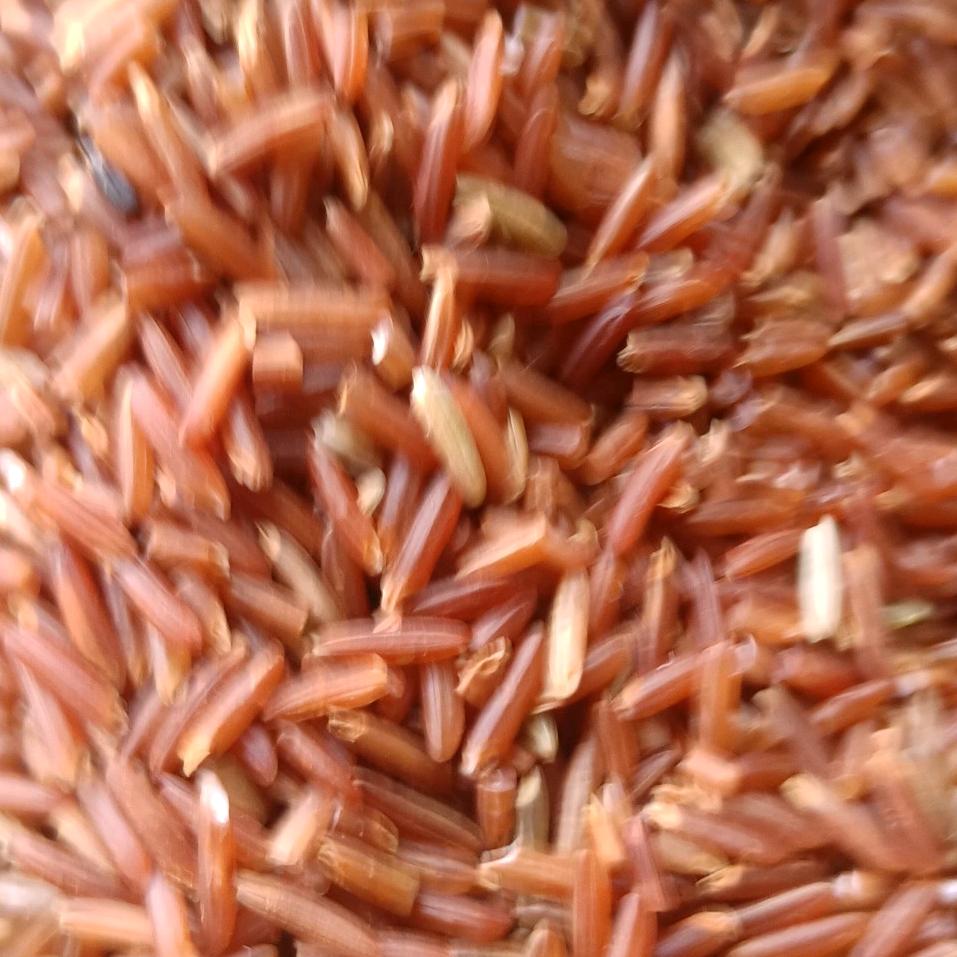侗藏红米