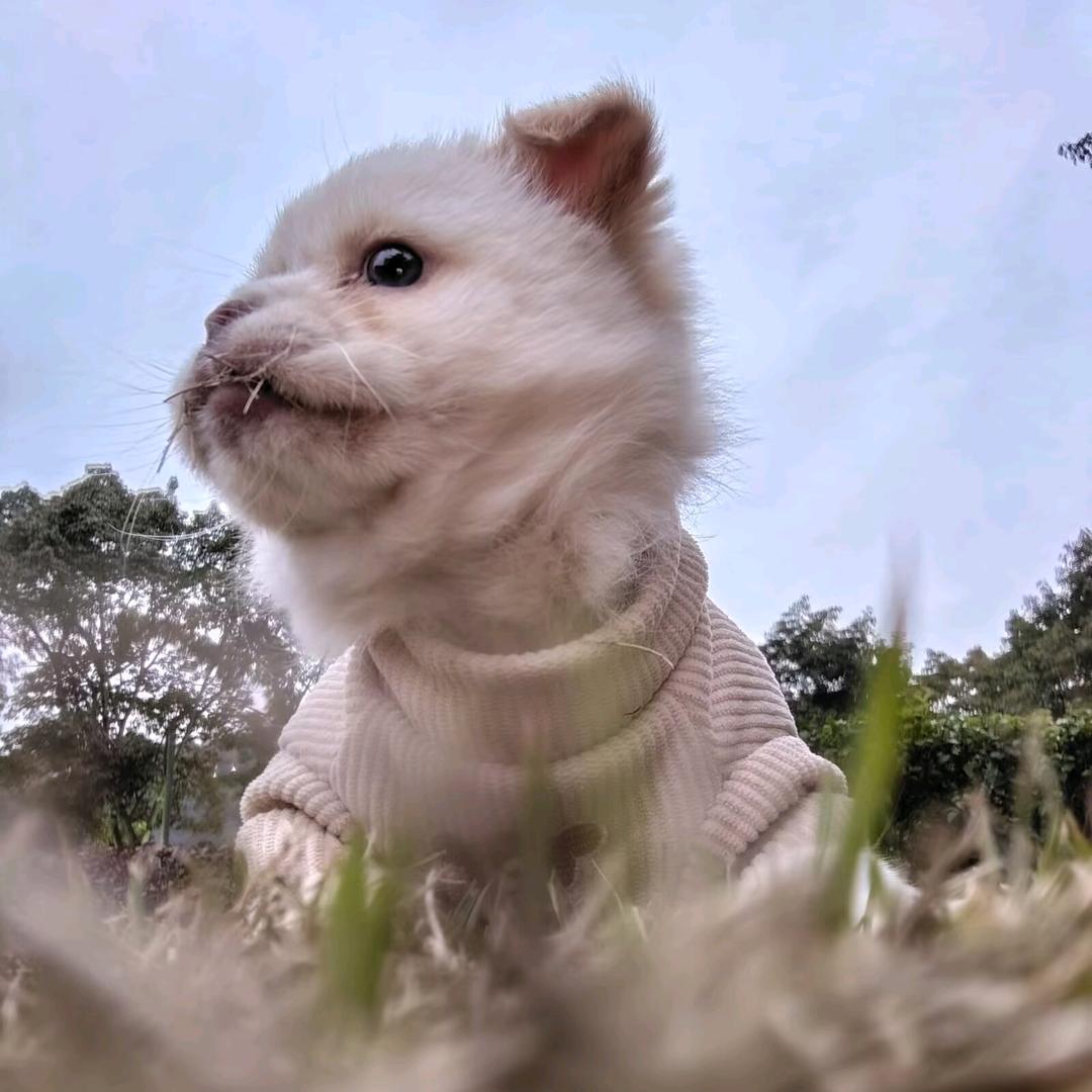 旺财是一只土狗呀（被偷了还给我😭）