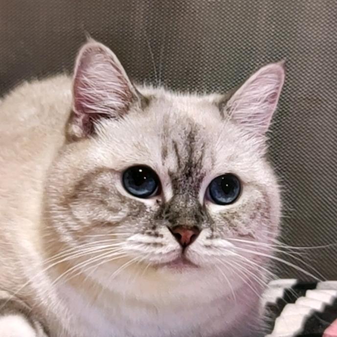 七上八下果冻心