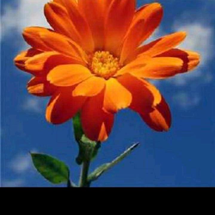 🌻花与时光同眠