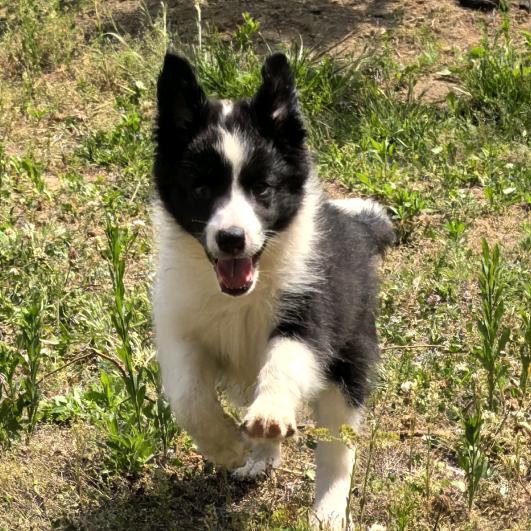 奇趣地蛋小狗墩🌟