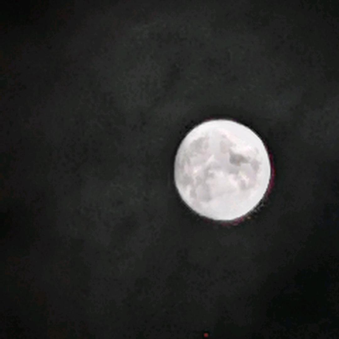 大树视频