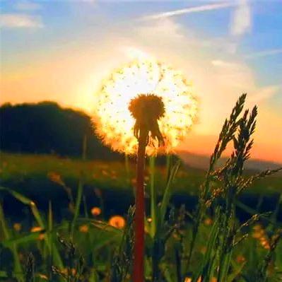 隐梦  竹心❤️