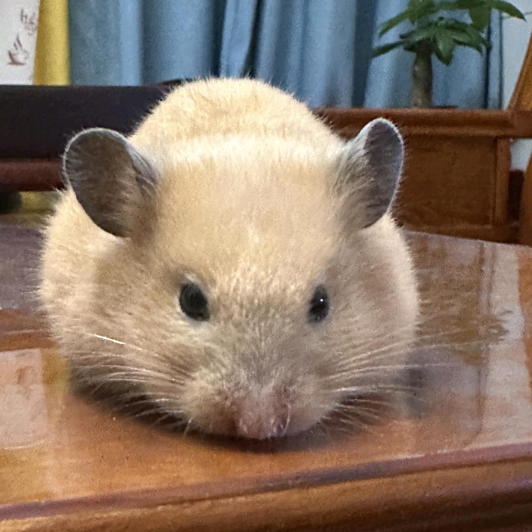 沃特麦伦