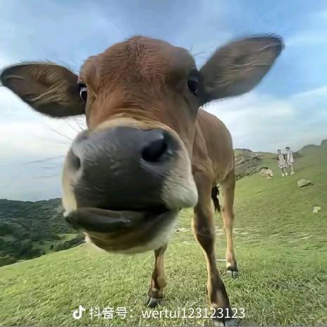 奥德飙b