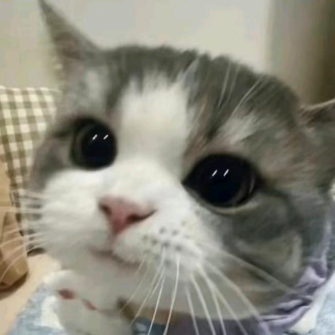 肉球