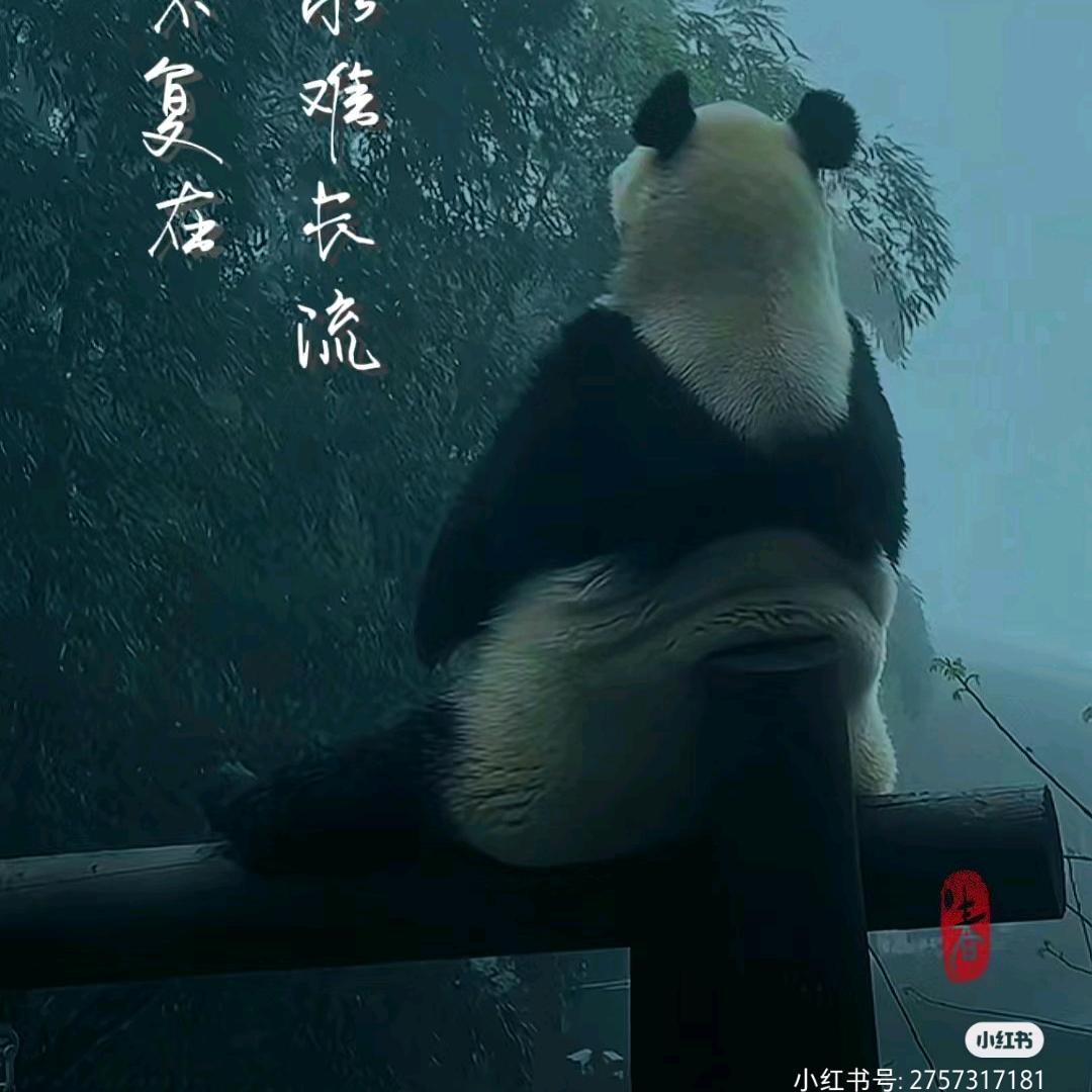 哈基米