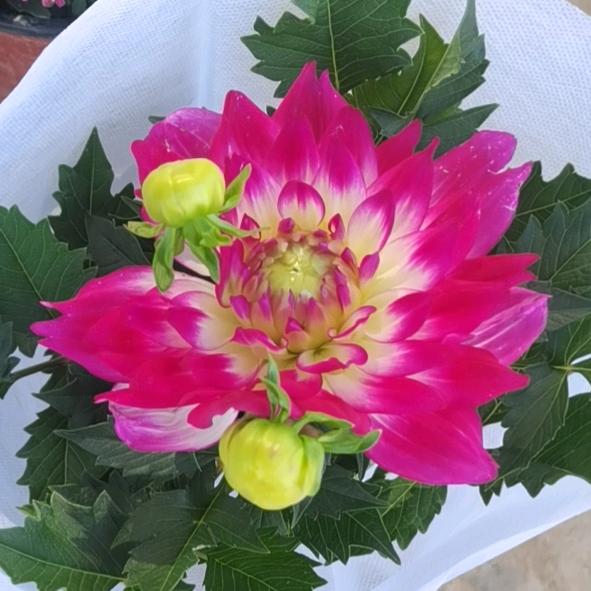伐木工