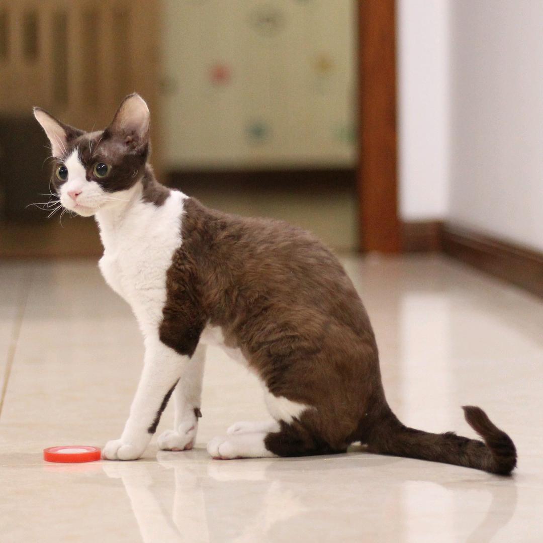 咖啡是只喵😸
