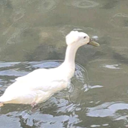 专业代出哈弗币