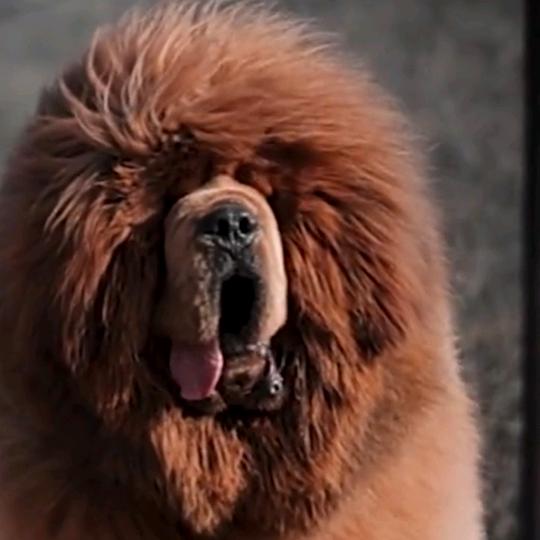 藏獒普尔曼