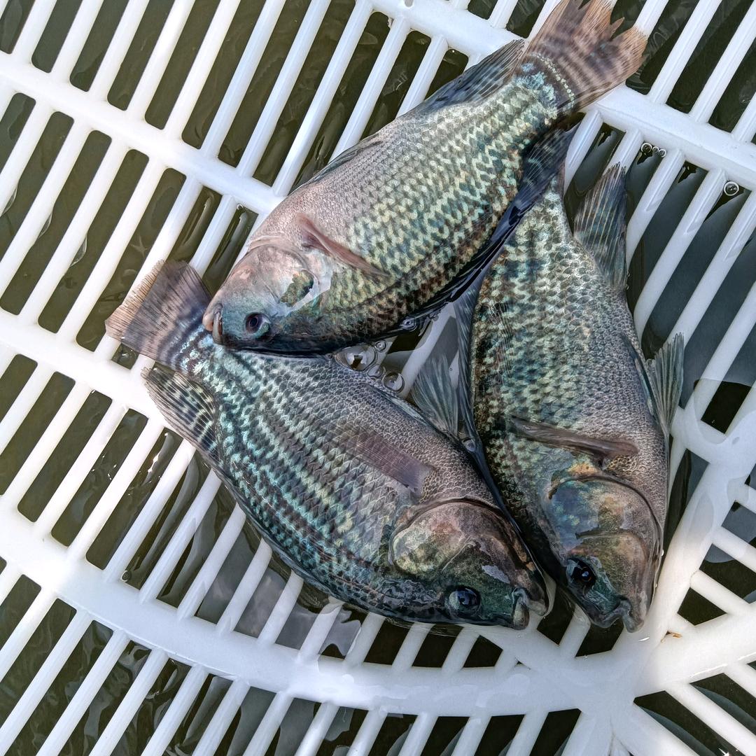 钦州市正春水产实业1877703119