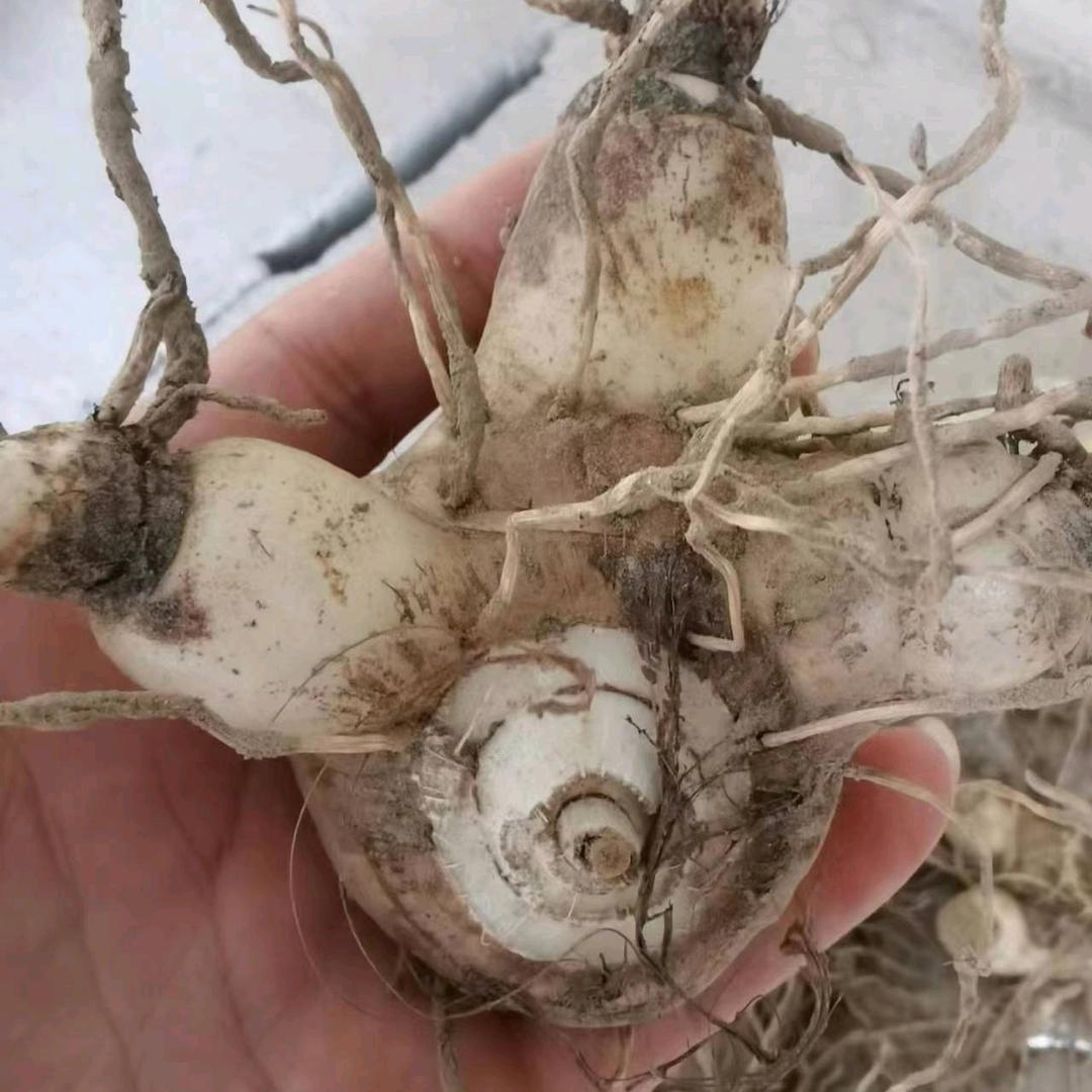 张家界博发农业开发有限公司