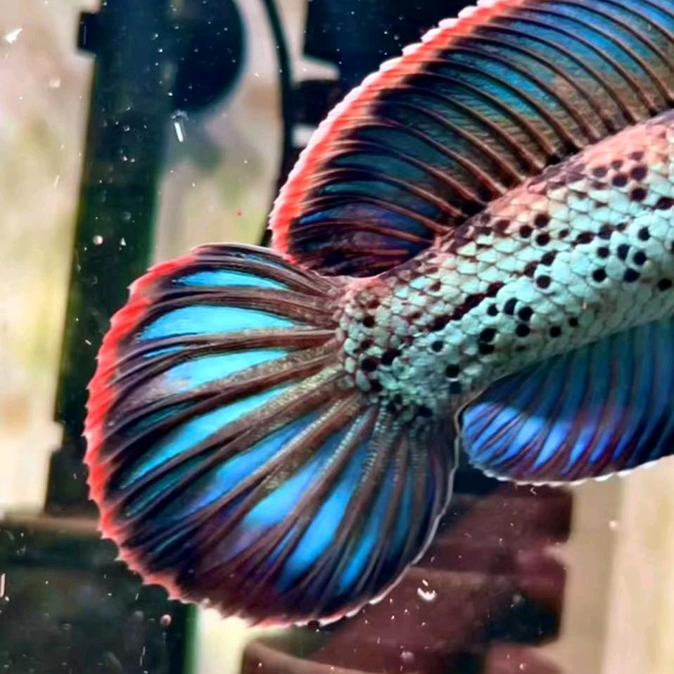 兄弟雷龙孵化基地