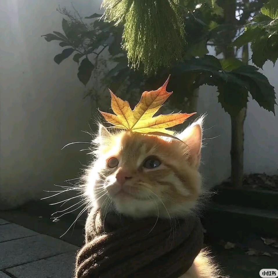一颗乌梅